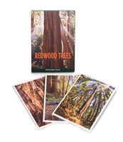 Notecard Folio - Redwood Trees