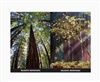 Lenticular Postcard Majestic Redwoods