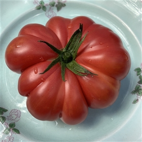 1884 -Heirloom Tomato