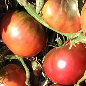 1884 tomato seeds