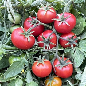 Alaska Heirloom Tomato