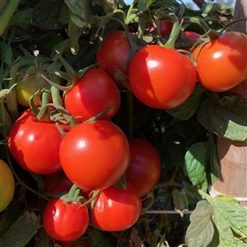 Alaskan Fancy - Tomato