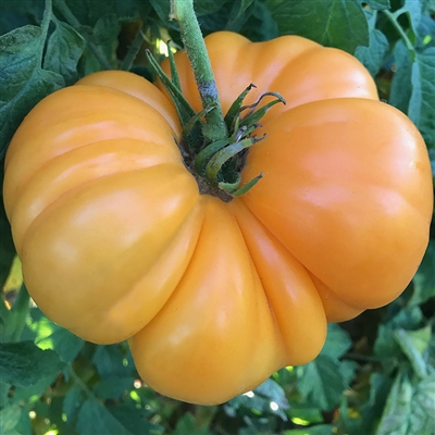 Amana Orange Heirloom Tomato