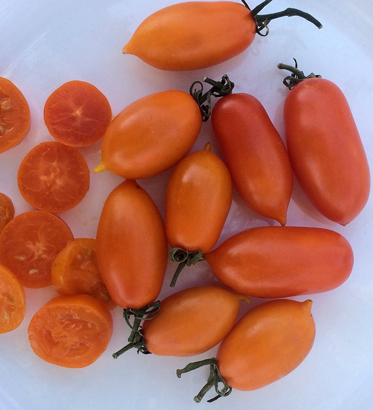 Amish Gold Slicer Tomato-Meraki Seeds