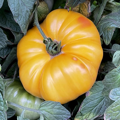 Arkansas Marvel Heirloom Tomato