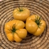 Aunt Gertie's Gold - Organic Heirloom Tomato Seeds