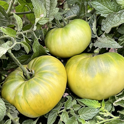 Aunt Ruby's German Green-Tomato Seeds