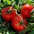 Aurora - Organic Heirloom Tomato Seeds