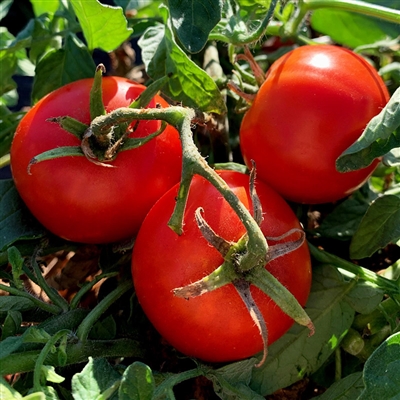 Aurora Tomato
photo by Tatiana Kouchnareva