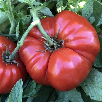 Aussie Tomato Large Beefsteak Type Australian Heirloom Tomato Variety - 10  Seeds