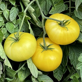 Azoychka Tomato Heirloom Tomato