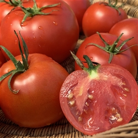 Backa - Heirloom Tomato
