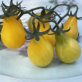Beam's Yellow Pear Tomato