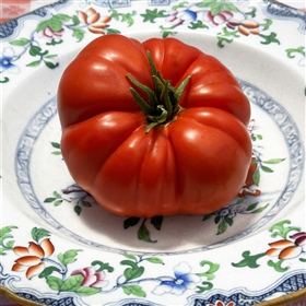 Beefsteak heirloom Tomato