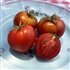 Beliy Naliv - Organic Heirloom Tomato Seeds