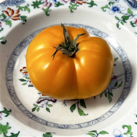 Big Orange Tomato