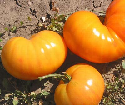 Big Orange Stripe Heirloom Tomato