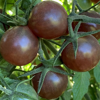 Black Cherry Tomato