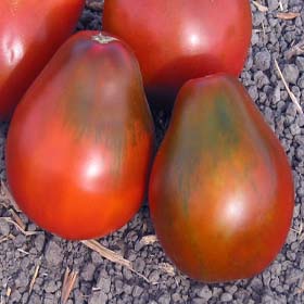 Black Pear Heirloom Tomato