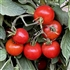 Bloody Butcher - Organic Heirloom Tomato Seeds