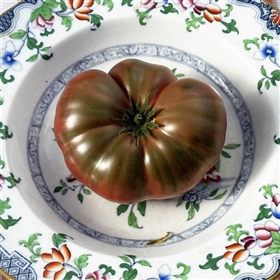 BrandyFred Dwarf - Tomato