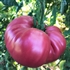 Brandywine, Sudduth Strain - Organic Heirloom Tomato Seeds