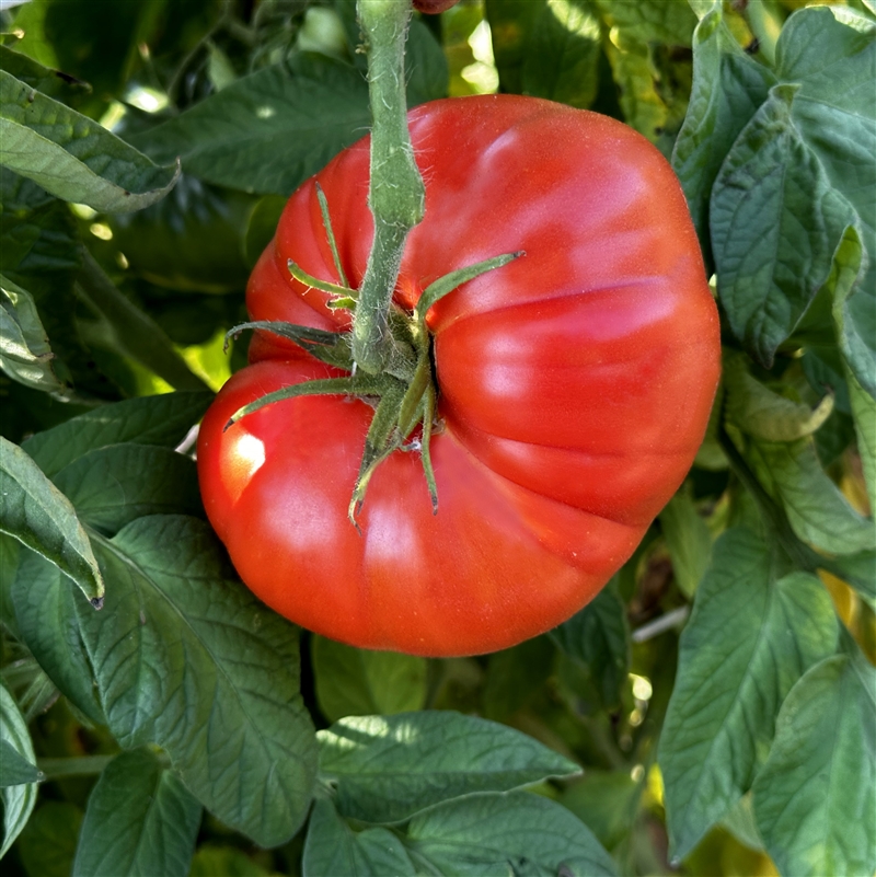 Buy Red Brandywine Tomato, 50 Seeds, Juicy Red Tomato Seeds Large Fruit  Heirloom Non-gmo US Farm Free Shipping Smilingseeds Online in India 
