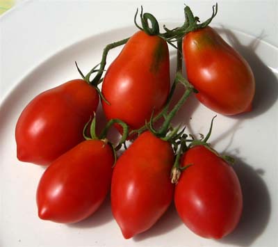 Britain's Breakfast Tomato