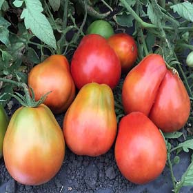 Buffalo Heart - Heirloom Tomato Seeds