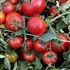 Burbank Slicing - Organic Heirloom Tomato Seeds