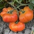 Burraker's Favorite - Organic Heirloom Tomato Seeds