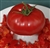Caspian Pink - Organic Heirloom Tomato Seeds