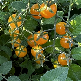 Cerise Orange Tomato