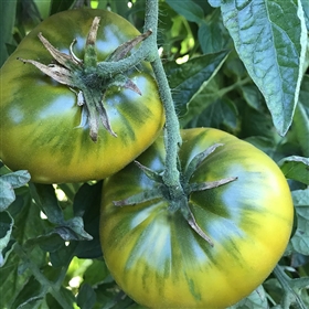 Cherokee Green Heirloom Tomato