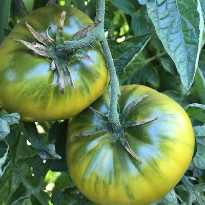 Cherokee Green Heirloom Tomato