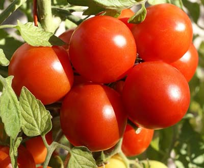 Chinese Tea-Tomato Seeds