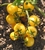 Cluj Yellow Cherry - Organic Heirloom Tomato Seeds