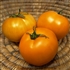 Dad's Sunset - Organic Heirloom Tomato Seeds