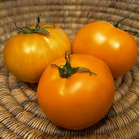 Dad's Sunset - Organic Heirloom Tomato Seeds