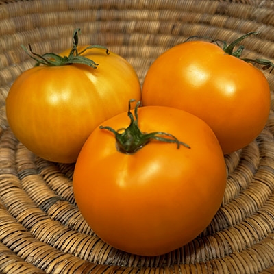 Dad's Sunset - Organic Heirloom Tomato Seeds