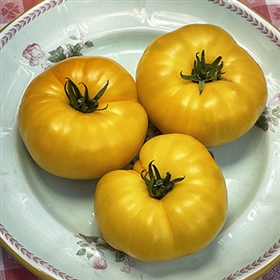 Dagma's Russian Yellow