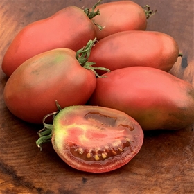 Dwarf Almandine - Tomato