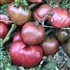 Dwarf Purple Heart - Organic Tomato Seeds