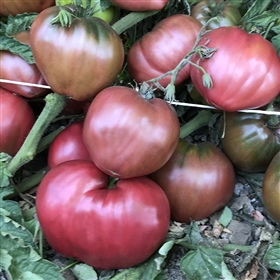 Dwarf Purple Heart - Tomato