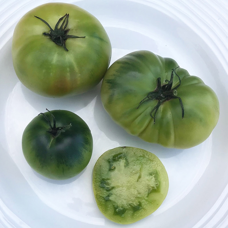 Dwarf Beryl Beauty - Organic Tomato Seeds | TomatoFest