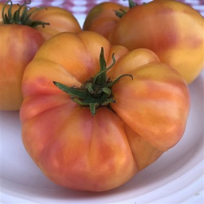 Dwarf Caitydid - Tomato