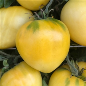 Dwarf Lemon Ice - Tomato