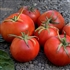 Early Annie - Organic Heirloom Tomato Seeds