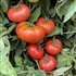 Early Wonder - Organic Heirloom Tomato Seeds