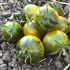Esmeralda Golosina - Organic Heirloom Tomato Seeds